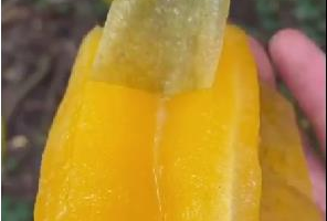 社區(qū)水果團(tuán)購配送項目，你要不要也玩玩！