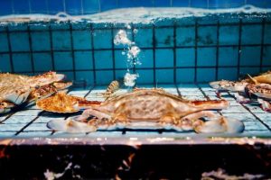 [短視頻賣海鮮]抖音短視頻這樣賣海鮮特產，新手也能輕輕松松日賺過千