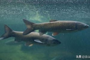 —個10畝魚塘養魚利潤一個20畝魚塘養魚利潤