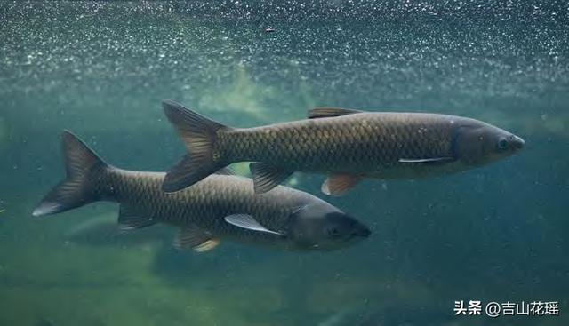 —個10畝魚塘養魚利潤一個20畝魚塘養魚利潤插圖