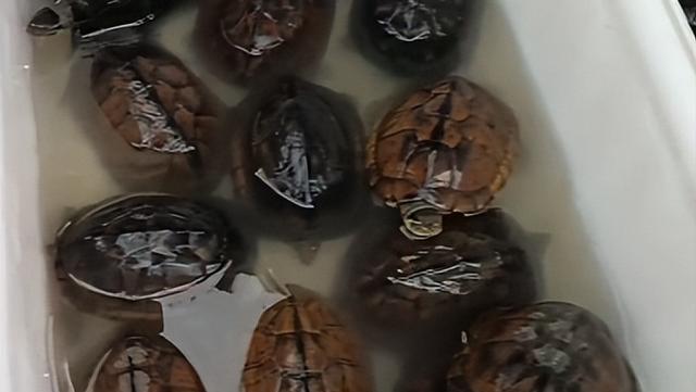 烏龜怎么做好吃請問烏龜怎么做好吃插圖2