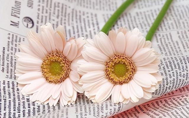 亦舒小說(shuō)亦舒小說(shuō)在線閱讀夢(mèng)遠(yuǎn)書(shū)城插圖1