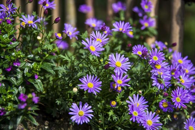 女生的小雛菊長什么樣女生的小雛菊長什么樣(不是花)照片插圖6