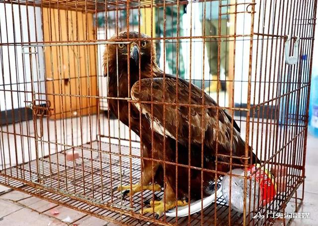 金雕插圖3 金雕插圖3