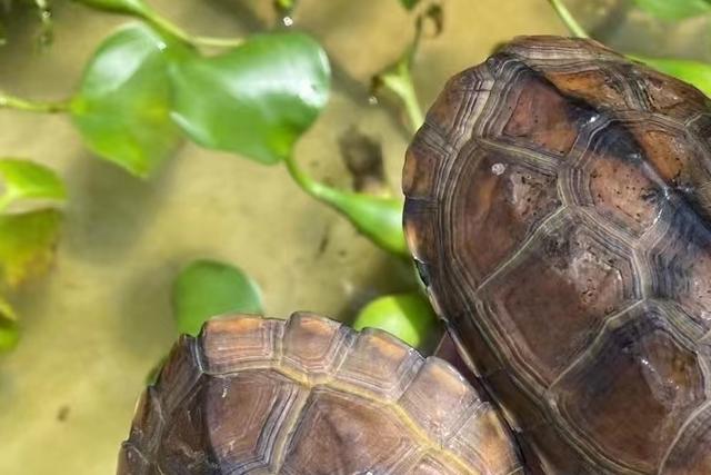 烏龜怎么做好吃請問烏龜怎么做好吃插圖1