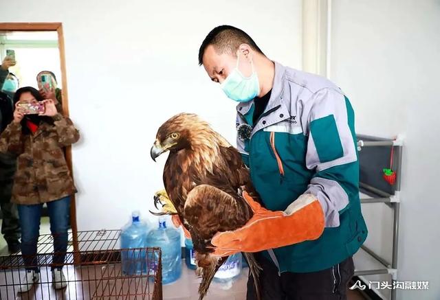 金雕插圖5 金雕插圖5