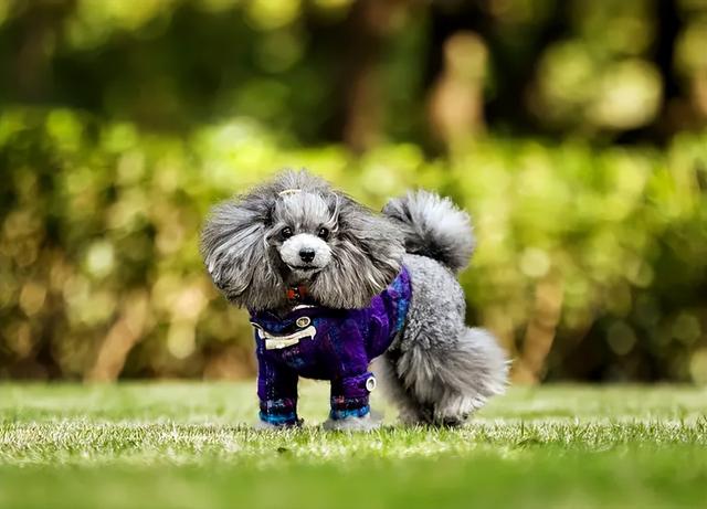 貴賓犬圖片貴賓犬圖片造型圖片大全插圖6