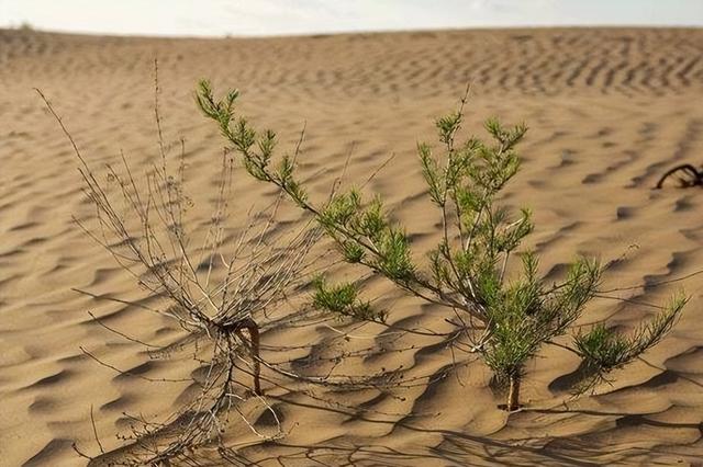 螞蟻森林暴露消費記錄通過螞蟻森林看消費記錄插圖7