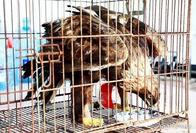 金雕插圖 金雕插圖