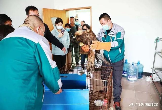 金雕插圖4 金雕插圖4