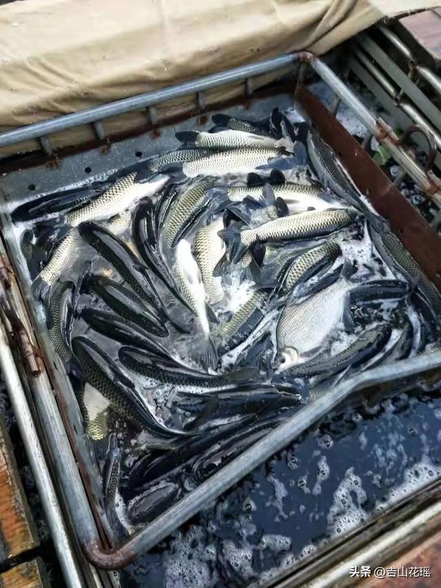 —個10畝魚塘養魚利潤一個20畝魚塘養魚利潤插圖1