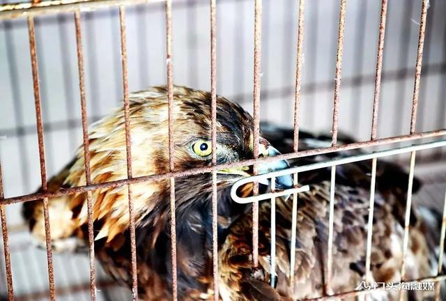 金雕插圖1 金雕插圖1