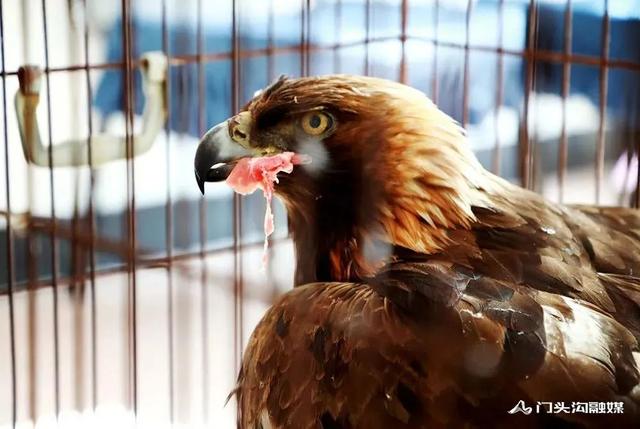 金雕插圖2 金雕插圖2