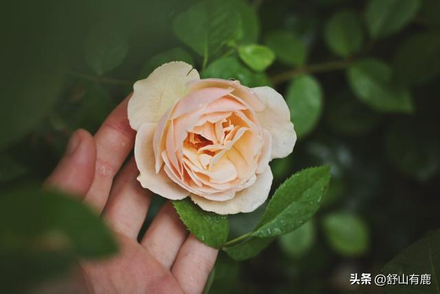 福緣論壇福緣論壇真的嗎插圖4