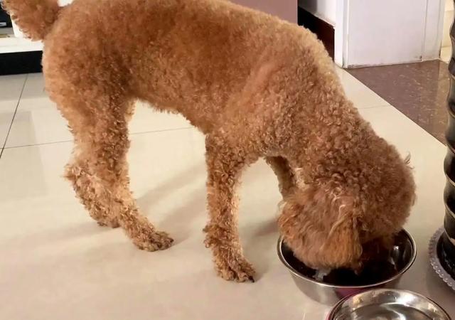 貴賓犬圖片貴賓犬圖片造型圖片大全插圖5