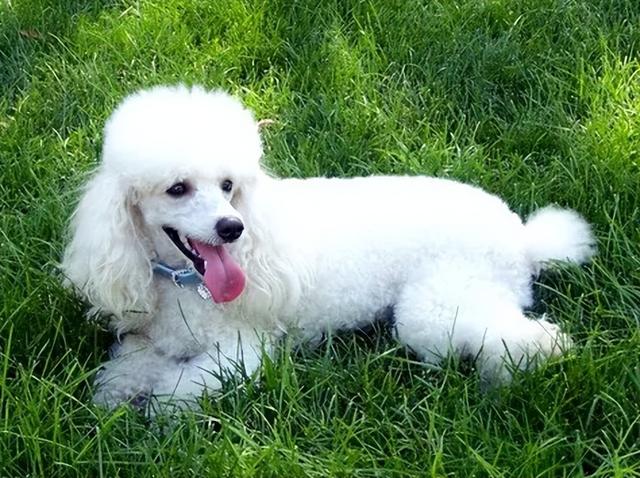 貴賓犬圖片貴賓犬圖片造型圖片大全插圖4