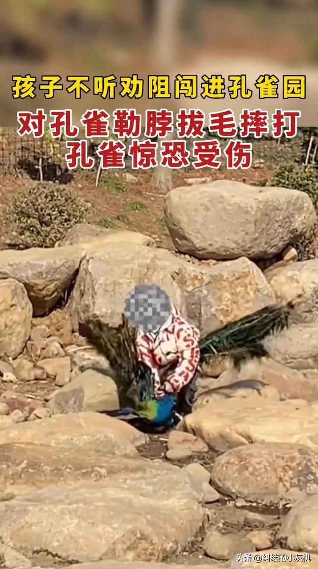 世界上最恐怖的孔雀世界上最恐怖的孔雀長什么樣子圖片插圖1