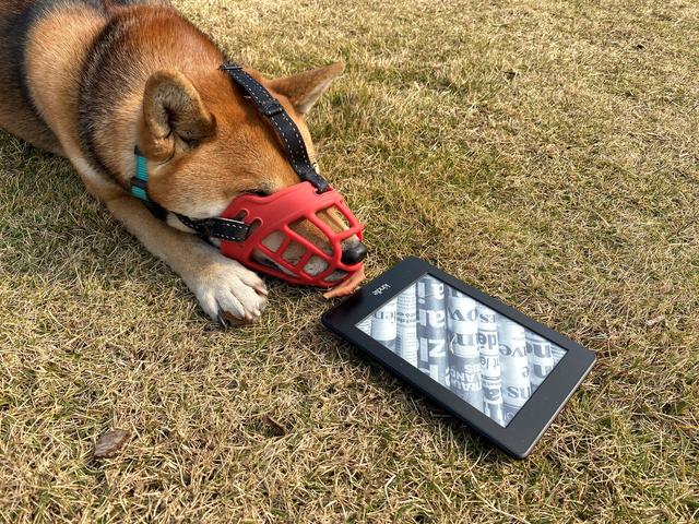 世界上最恐怖的孔雀世界上最恐怖的孔雀長什么樣子插圖2