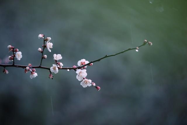 用古文暗示我等你白茶清歡無別事,我在等風也等你插圖2