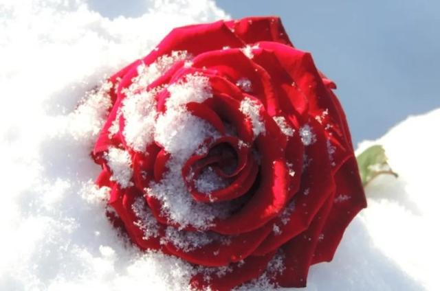 圈粉是什么意思圈粉的意思被圈粉是什么意思插圖2