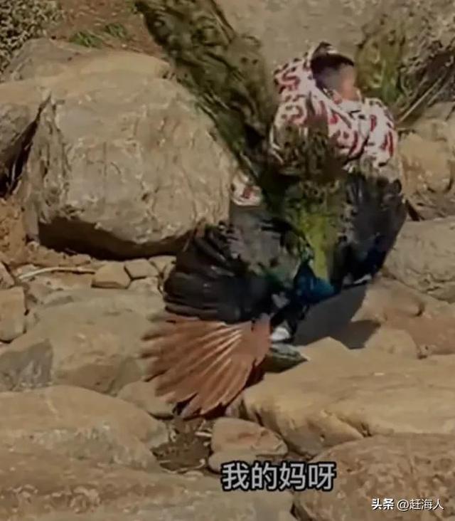 世界上最恐怖的孔雀世界上最恐怖的孔雀長什么樣插圖3