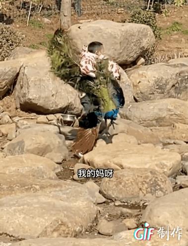 世界上最恐怖的孔雀世界上最恐怖的孔雀長什么樣插圖4