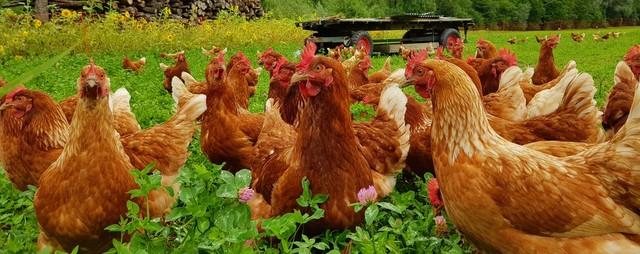 投資1000元養殖投資1000元養殖有上門回收的嗎多少錢插圖6