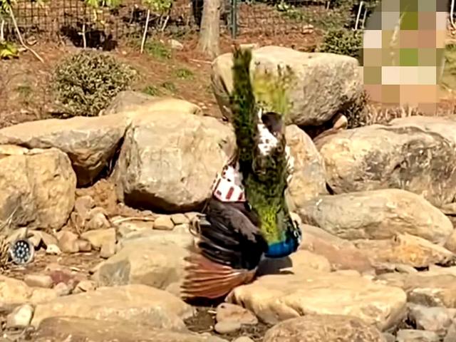 世界上最恐怖的孔雀世界上最恐怖的孔雀長什么樣子插圖4