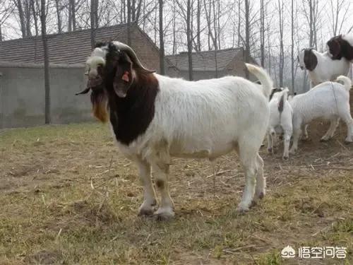 投資1000元養殖投資1000元養殖有上門回收的嗎視頻插圖