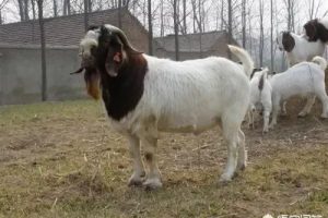 投資1000元養(yǎng)殖投資1000元養(yǎng)殖有上門回收的嗎視頻