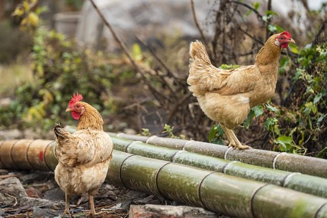 投資1000元養殖投資1000元養殖有上門回收的嗎多少錢插圖3