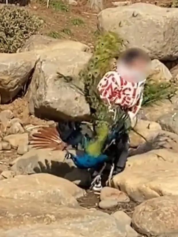 世界上最恐怖的孔雀世界上最恐怖的孔雀是什么插圖3