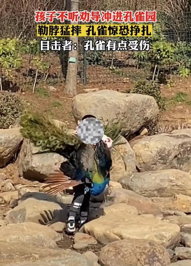 世界上最恐怖的孔雀世界上最大的孔雀長什么樣插圖2