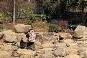 世界上最恐怖的孔雀世界上最大的孔雀長什么樣