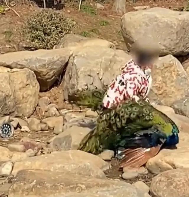 世界上最恐怖的孔雀世界上最恐怖的孔雀是什么插圖1