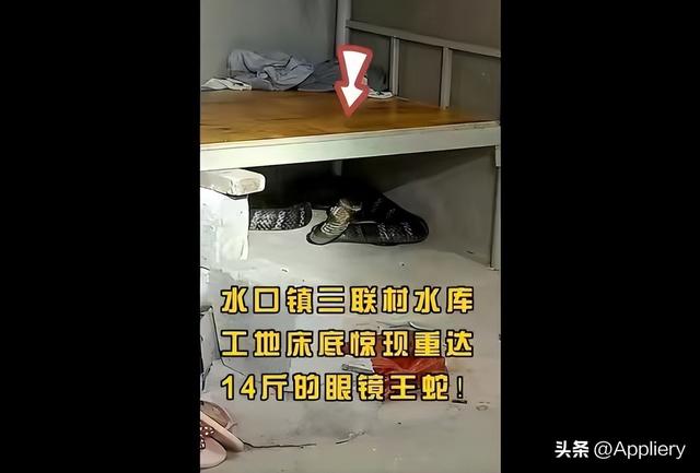 大蛇太難對付我堅持不住了有兩條蛇住進了我身體插圖2