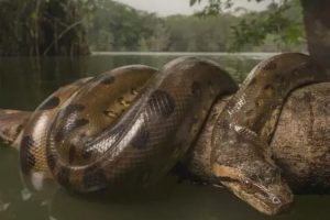 大蛇太難對付我堅持不住了有兩條蛇住進了我身體上虞子桑