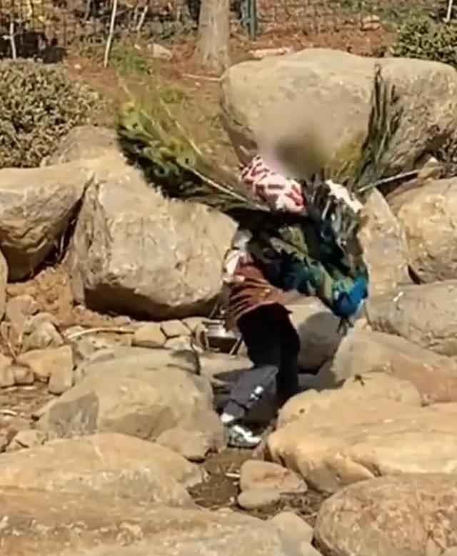 世界上最恐怖的孔雀世界上最恐怖的孔雀是什么插圖2