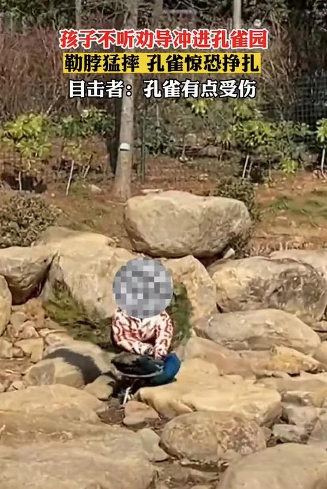 世界上最恐怖的孔雀世界上最大的孔雀長什么樣插圖1