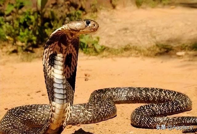 大蛇太難對付我堅持不住了有兩條蛇住進了我身體插圖