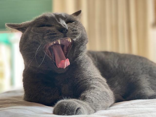 藍貓移動藍貓移動卡是什么卡啊插圖2