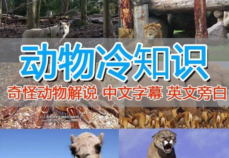 外面賣1699的國外紀錄片解說（動物解說、美食、動畫片）穩過中視頻插圖