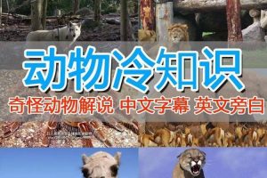 外面賣1699的國外紀錄片解說（動物解說、美食、動畫片）穩過中視頻